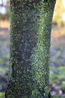 Common Buckthorn (Rhamnus cathartica) close-up of bark, growing in woodland, Vicarage Plantation, Mendlesham, Suffolk