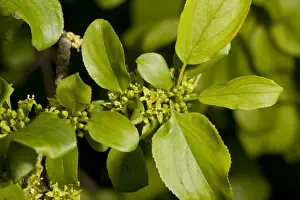 Common Buckthorn (Rhamnus cathartica) close-up of flowers and leaves, growing on chalk downland, Dorset, England, June