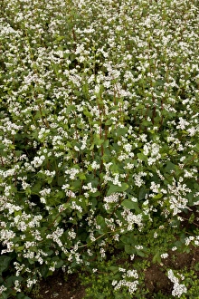 Polygonaceae Prints: Common Buckwheat (Fagopyrum esculentum) crop