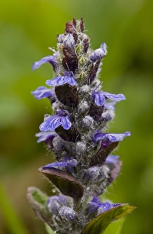 Bugles Prints: Common Bugle (Ajuga reptans) close-up of flowers, after rainfall, Bulgaria, may
