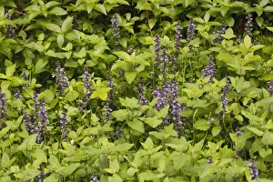 Bugles Prints: Common Bugle (Ajuga reptans) flowering, growing in woodland, Powys, Wales, June