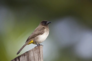Ugandan Prints: Common Bulbul (Pycnonotus barbatus) adult, perched on post, Uganda