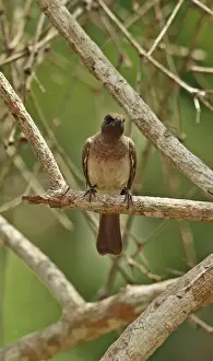 Rainforest Prints: Common Bulbul (Pycnonotus barbatus inornatus) adult