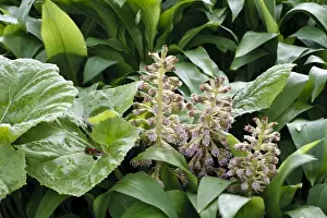 Ramson Prints: Common Butterbur (Petasites hybridus) male flowering