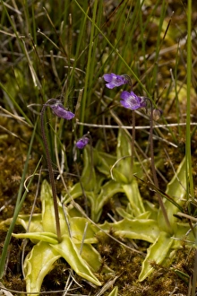 Insectivore Prints: Common Butterwort (Pinguicula vulgaris) flowering