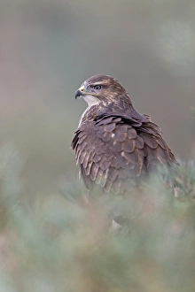 Common Buzzard (Buteo buteo) adult, perched in pine tree, September (captive)