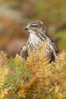 Leaves Prints: Common Buzzard (Buteo buteo) adult