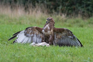 Common Buzzard (Buteo buteo) adult, mantling European Rabbit (Oryctolagus cuniculus) prey, captive