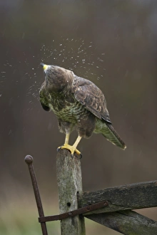 Common Buzzard (Buteo buteo) adult, shaking rain off feathers, perched on gate, Gloucestershire, England (captive)