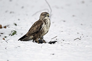 Common Buzzard (Buteo buteo) adult, with Common Moorhen (Gallinula chloropus) prey in snow, West Midlands, England, december