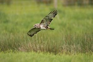 Common Buzzard (Buteo buteo) adult, calling in flight, Powys, Wales