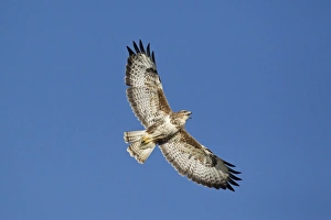 Trending: Common Buzzard (Buteo buteo) adult, calling in flight, Gigrin Farm, Powys, Wales, march