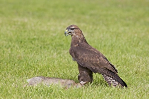 Common Buzzard (Buteo buteo) adult, with European Rabbit (Oryctolagus cuniculus) carrion, standing in grass field