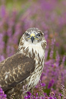 Common Buzzard (Buteo buteo) adult, close-up of head and chest, with raindrops on head