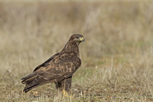 Common Buzzard (Buteo buteo) adult, standing on ground, Northern Spain, November