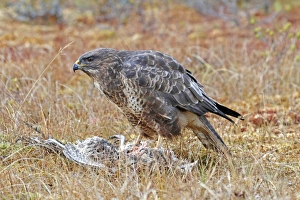 Common Buzzard (Buteo buteo) adult, feeding on Common Pheasant (Phasianus colchicus) kill, Cairngorms N. P