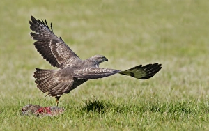 Common Buzzard (Buteo buteo) adult, in flight, taking off after feeding on European Rabbit (Oryctolagus cuniculus)