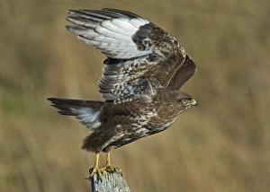 Common Buzzard (Buteo buteo) adult, taking off from fencepost, Kilchoman, Islay, Inner Hebrides, Scotland, March