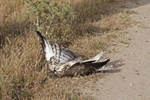 Corpses Prints: Common Buzzard (Buteo buteo) dead adult, at edge of track, Northern Spain, july
