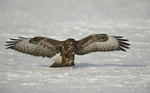 Central Europe Prints: Common Buzzard (Buteo buteo) immature, in flight, landing on snow, Poland, February