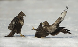 Central Europe Prints: Common Buzzard (Buteo buteo) two immatures, fighting on snow, Poland, February