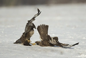 Common Buzzard (Buteo buteo) two immatures, fighting on snow, Poland, February
