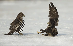 Common Buzzard (Buteo buteo) two immatures, fighting on snow, Poland, February