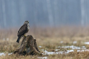 Central Europe Prints: Common Buzzard (Buteo buteo) juvenile, perched on tree stump in snow, Bialowieza N. P