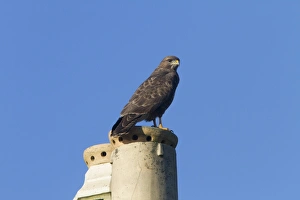 Chimney Prints: Common Buzzard on chimney pot