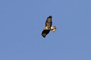 Willow Prints: Common Buzzard in flight