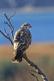 Buteo Prints: Common Buzzard perched in tree