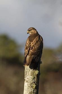 Buteo Prints: Common Buzzard on post