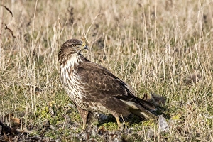 Scavenge Prints: Common Buzzard scavenging a dead bird. Suffolk