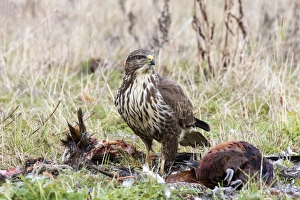 Scavenge Prints: Common Buzzard scavenging dead Pheasant. Suffolk