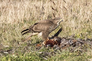 Common Buzzard scavenging dead Pheasant. Suffolk