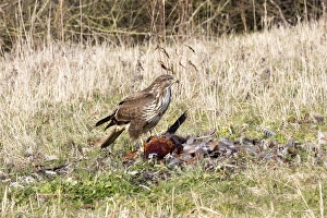 Common Buzzard scavenging dead Pheasant. Suffolk