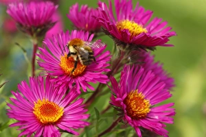 Daisy Prints: Common Carder Bumblebee (Bombus pascuorum) adult