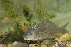 Nottingham Prints: Common Carp (Cyprinus carpio) adult