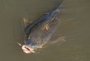 Carp Prints: Common Carp (Cyprinus carpio) adult