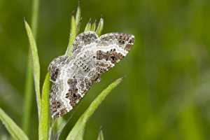Foodplants Prints: Common Carpet (Epirrhoe alternata) adult