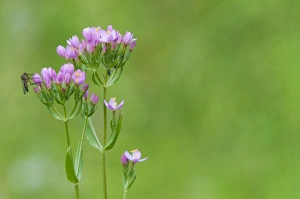 Buds Prints: Common Centaury (Centaurium erythraea) flowering