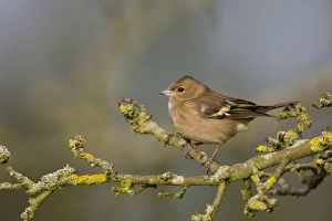 Finch Prints: Common Chaffinch (Fringilla coelebs) adult female