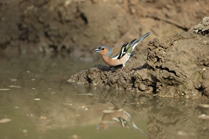 Common Chaffinch (Fringilla coelebs) adult male, drinking at puddle, Norfolk, England, April