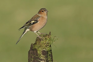Finch Prints: Common Chaffinch (Fringilla coelebs) adult male