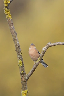 Finch Prints: Common Chaffinch (Fringilla coelebs) adult male