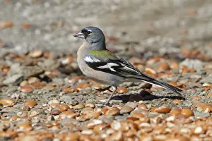 Maghreb Prints: Common Chaffinch (Fringilla coelebs africana) North African subspecies