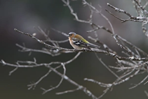 Common Chaffinch Male