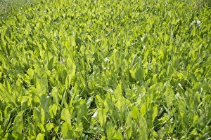 Green Prints: Common Chicory (Cichorium intybus) crop, growing in field, Lincolnshire, England, August