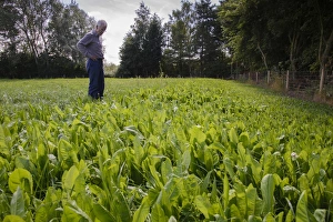 Common Chicory (Cichorium intybus) crop, growing in field with farmer inspecting plants, Lincolnshire, England, August