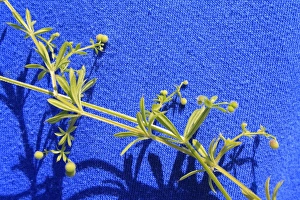 S Eed Prints: Common Cleavers (Galium aparine) close-up of leaves